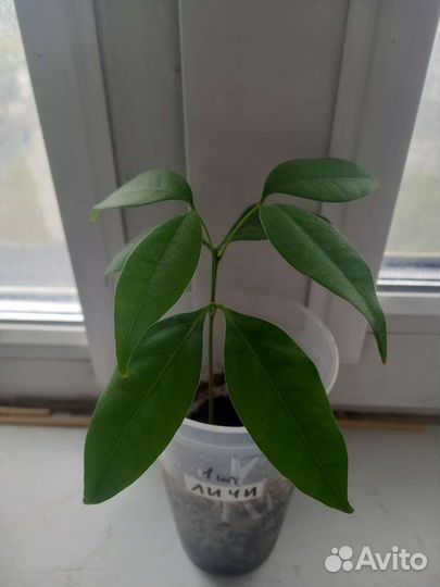 Личи рассада растения саженцы фруктовые