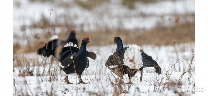 Осенняя охота на лося, кабана И Т. Д