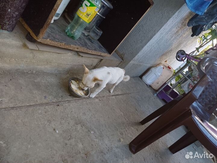 Отдам в добрые руки, осталось трое щенят