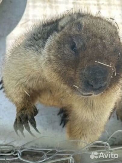 Сурок байбак