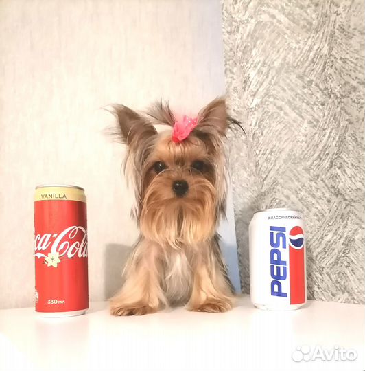 Йорки мини щеночки