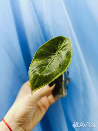 Детки алоказий 2