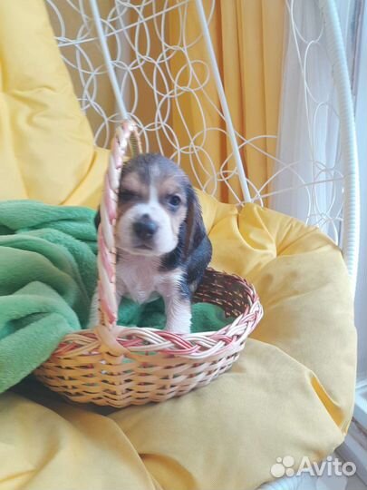 Щенки бигль