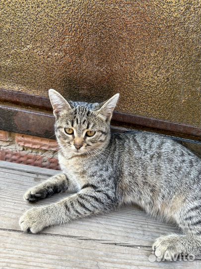 Малышка ищет семью