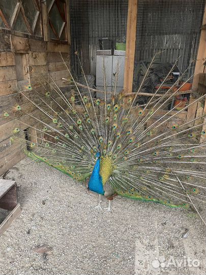 Фазаны павлины