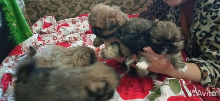 Щенки пекинеса