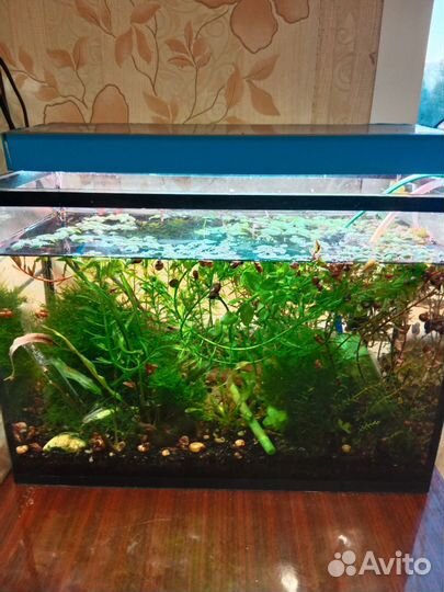 Аквариум