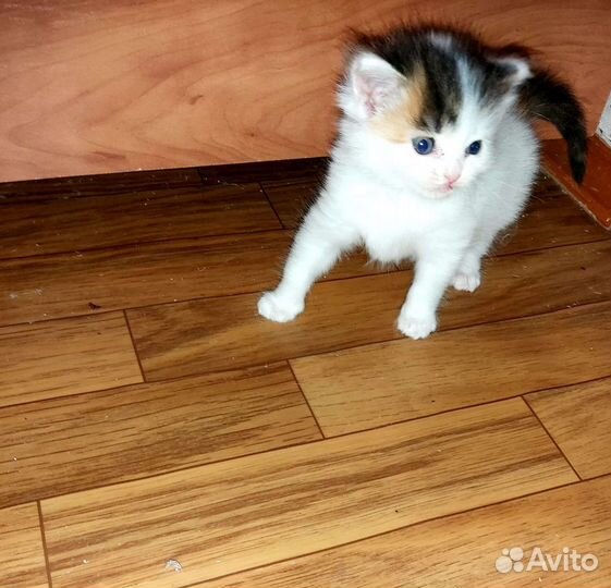 Британские котята