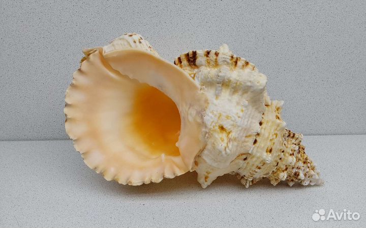 Бурса Буба 26,4 морская ракушка раковина