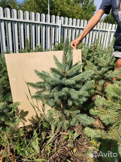 Ель Кедр Орех манчжурский