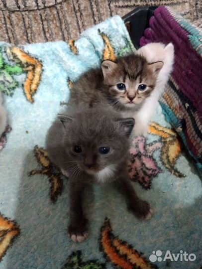 Котята сибирской кошки