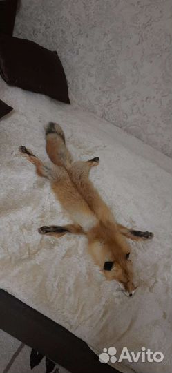 Шкуры рыжей лисы