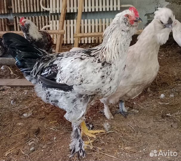 Молодые петушки