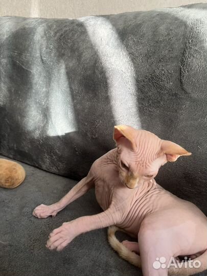 Сфинкс 3 месяца