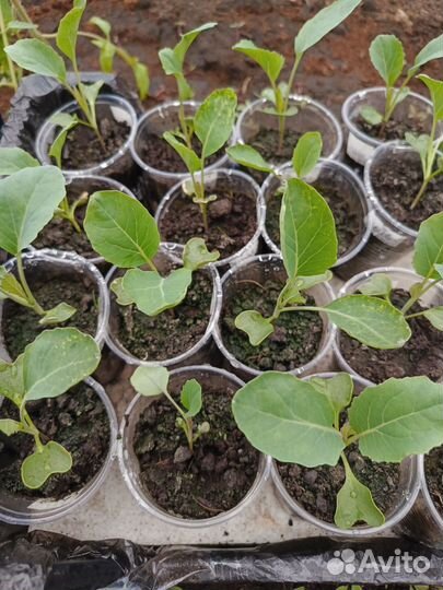 Рассада капусты пекинская, цветная