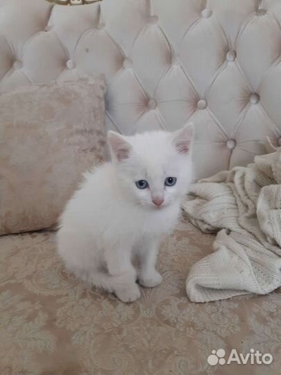 Котёнок с улицы ищет дом