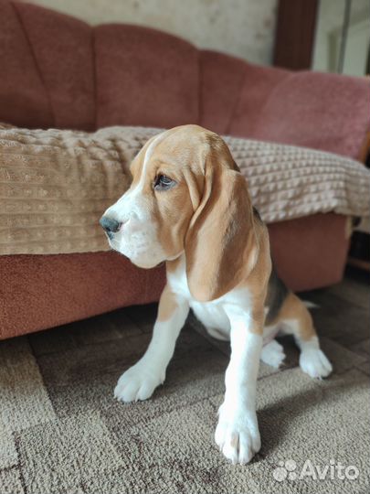 Щенки бигль