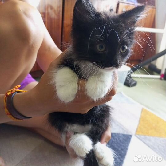 Котенок в добрые руки