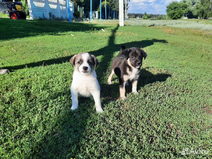 Щенок в добрые руки бесплатно