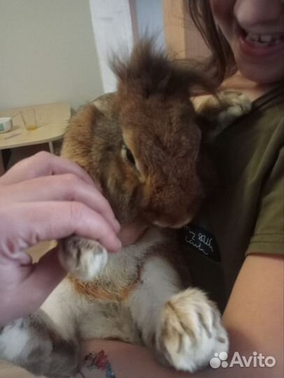 Декоративные карликовые кролики с клеткой