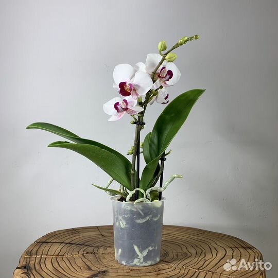Орхидея фаленопсис