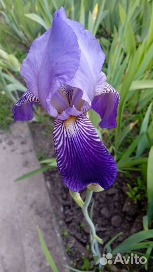 Ирисы бородатые, сортовые