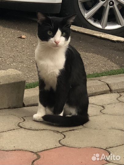 Кот в добрые руки