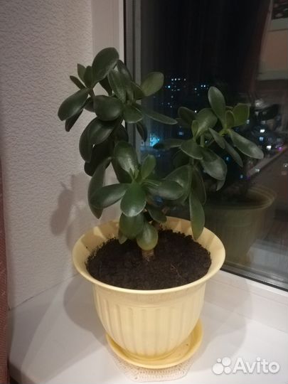 Комнатные цветы