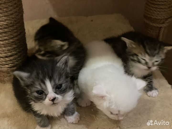 Британские котята