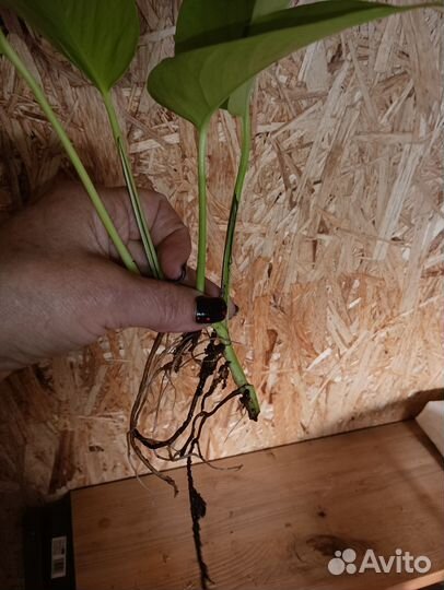 Монстера еллоу