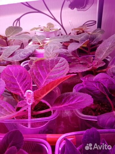 Детки глоксиний