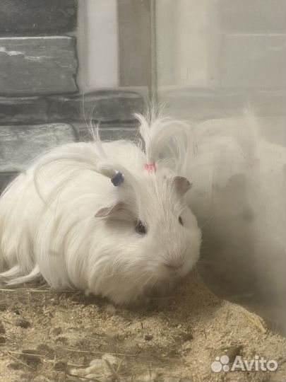 Морская свинка шелти 1900