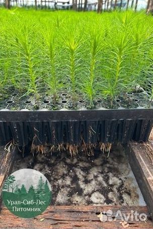 Сеянцы зкс Сосна окс Ель Лиственница Горная