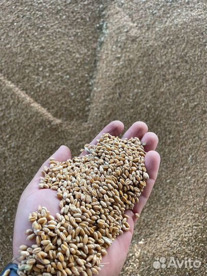 Пшеница продовольственная