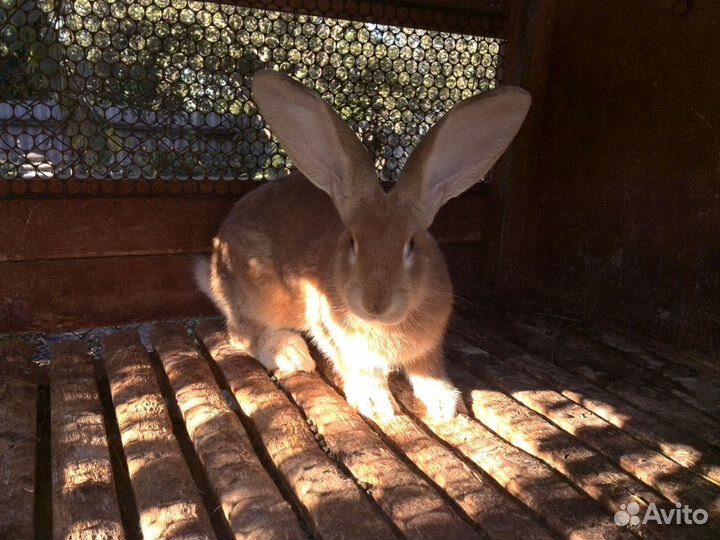 Кролики ризен немецкий великан