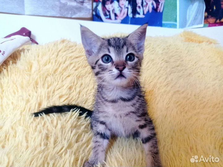 Котики бесплатно в добрые руки