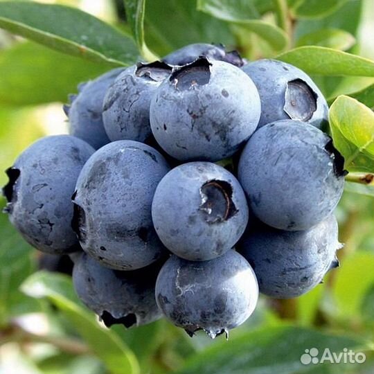 Голубика саженцы
