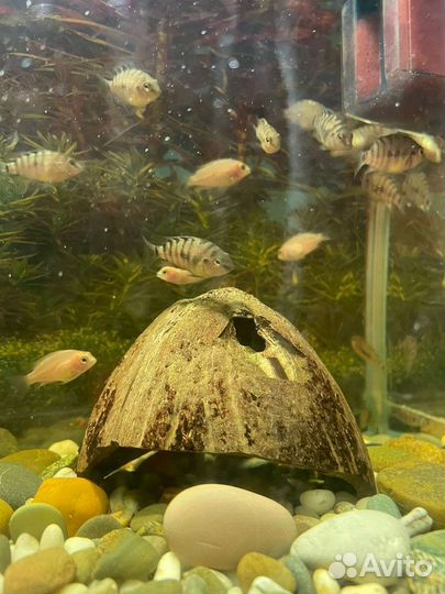 Мальки цихлид