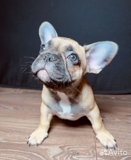 Щенок французский бульдог