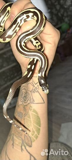 Королевская змея