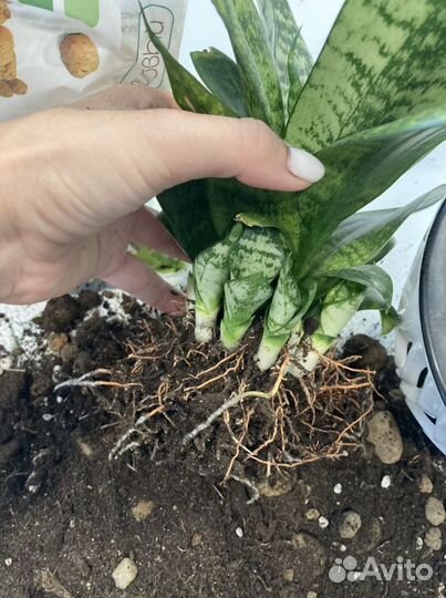 Сансивиерия розеточная