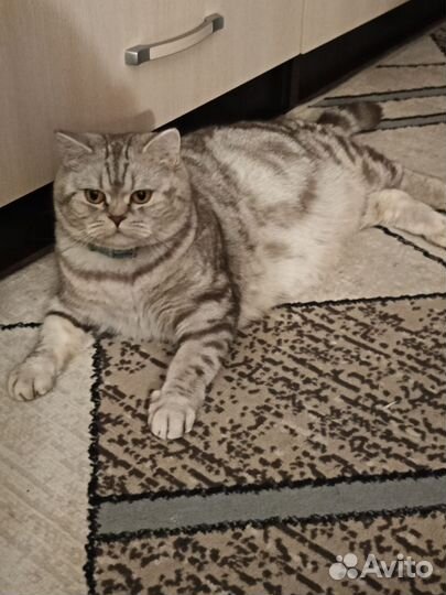 Шотландская малышка