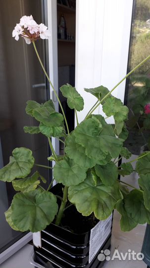 Герани (пеларгонии)