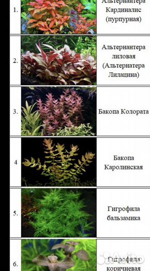 Аквариумное растение