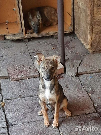 Стерилизованные щенки (подростки)