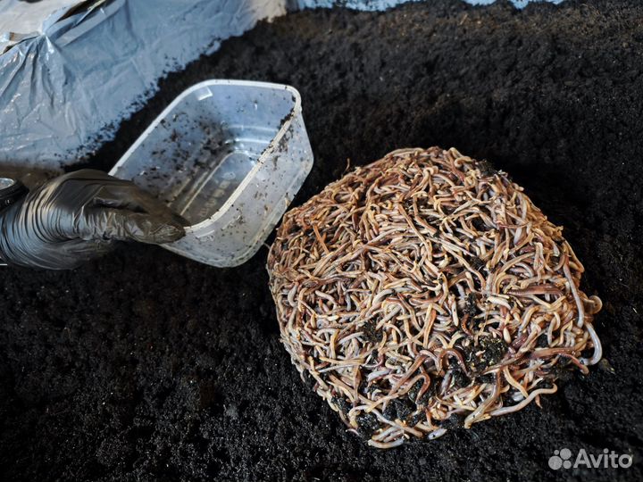 Наживка, червь (dendrоbenа vеnеta), опарыш