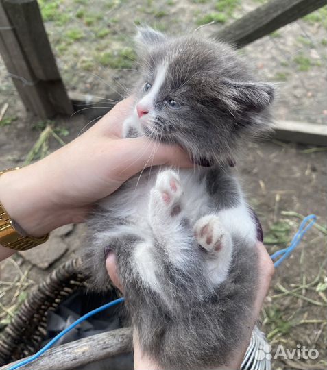 Котенок девочка в добрые руки