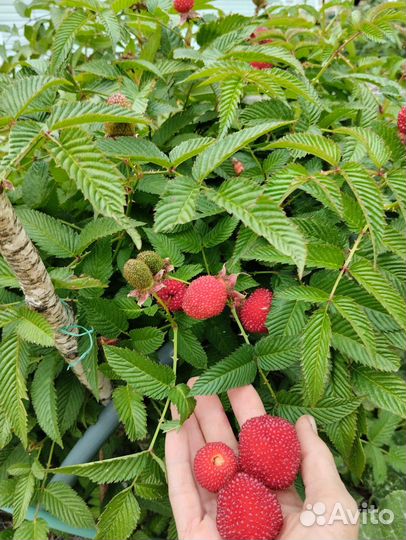 Малина тибетская