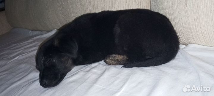 Щенок в добрые руки мальчик