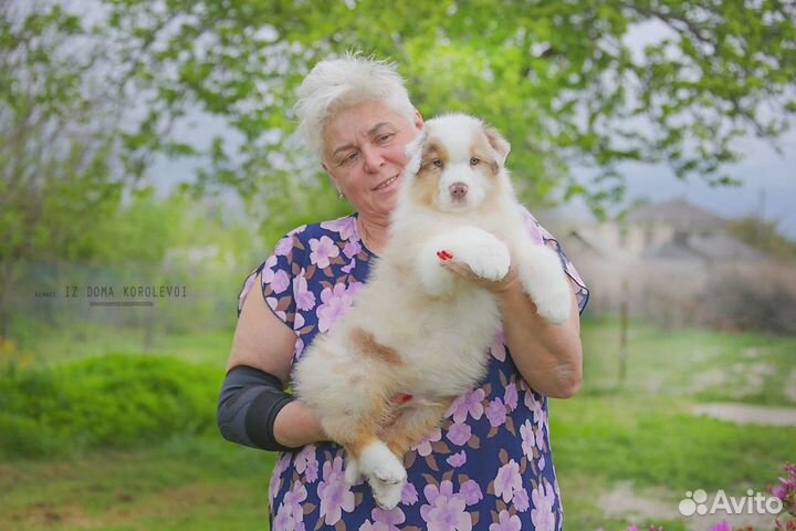Щенки австралийской овчарки